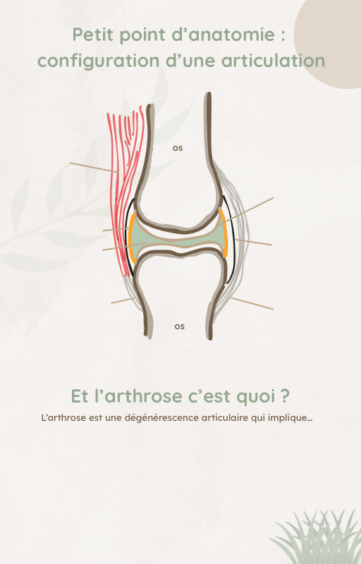E-book - Dysplasie du Chien : Guide et Témoignage